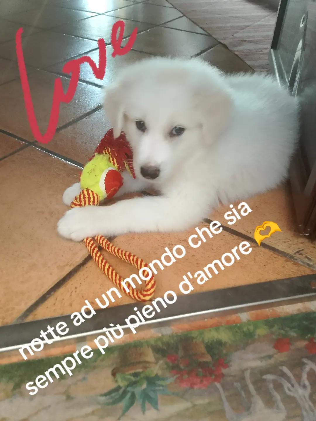@lele