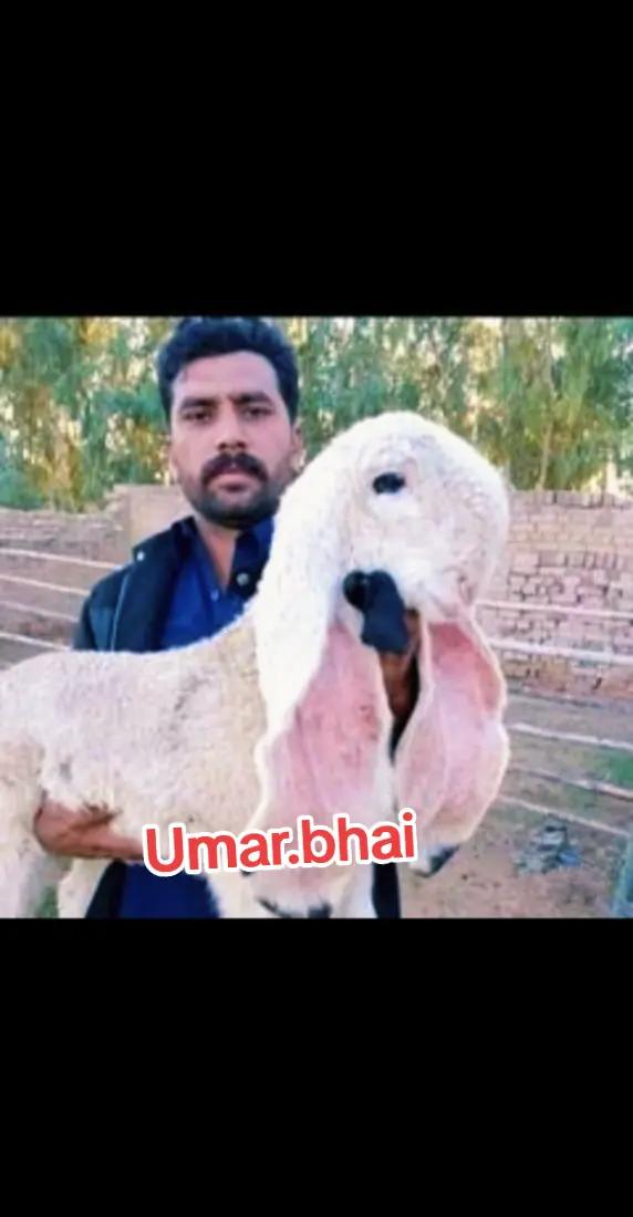 @Umar Farooq