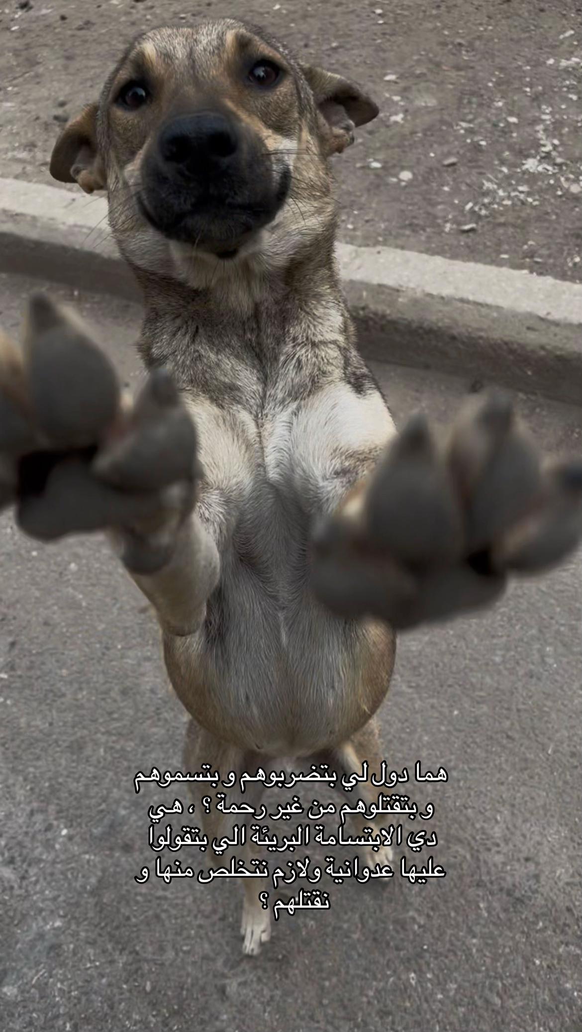 @ملاك | Malaak