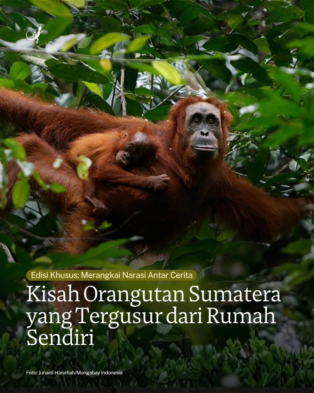 @mongabayindonesia