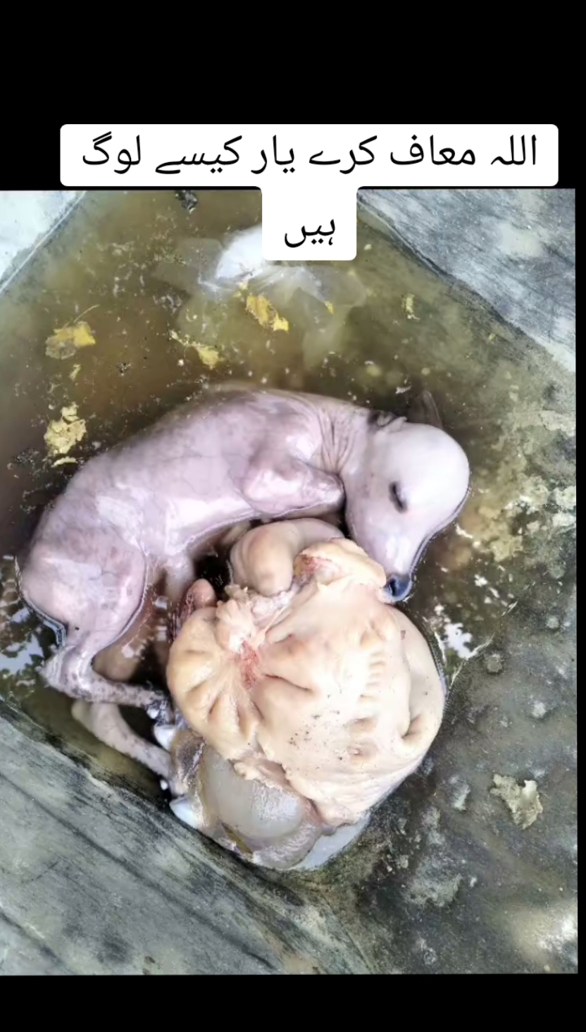 @shahzad Ali
