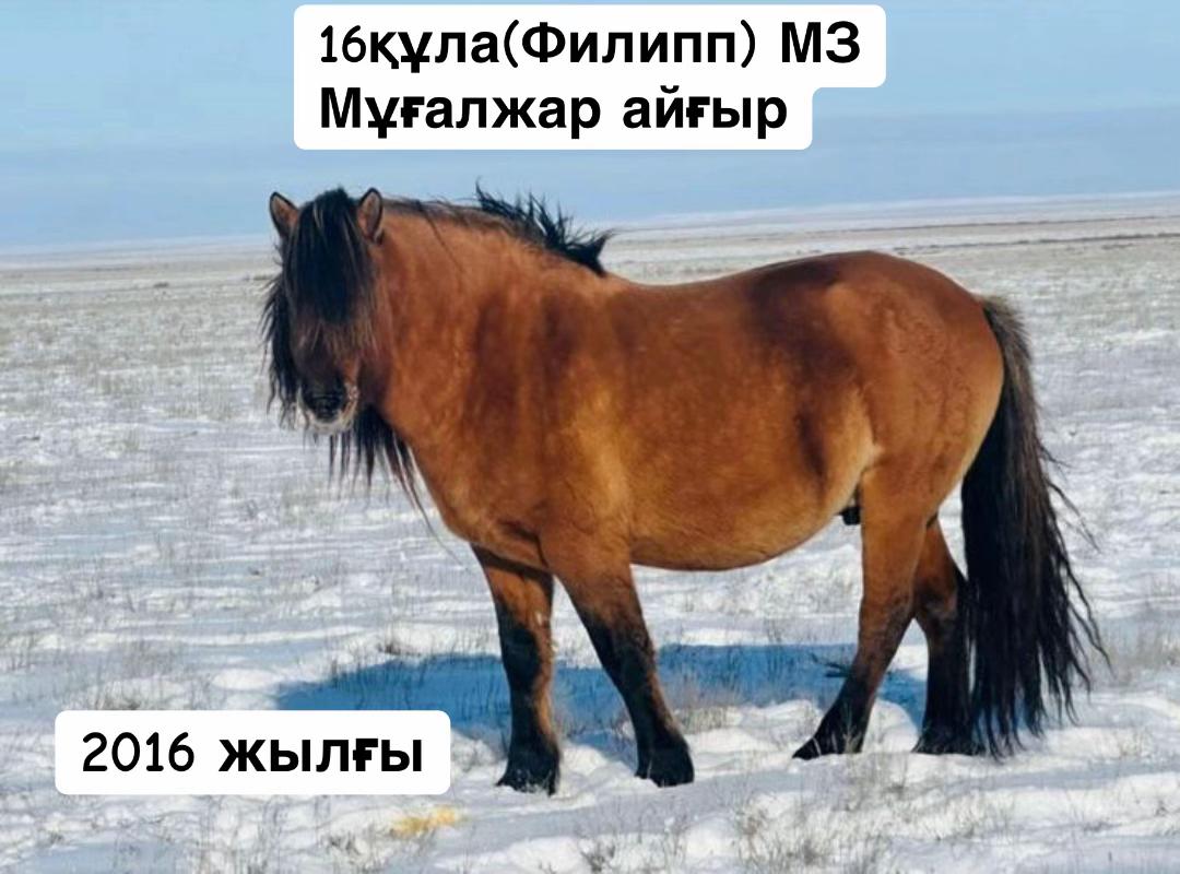 @Мұғалжар жылқысы MZ