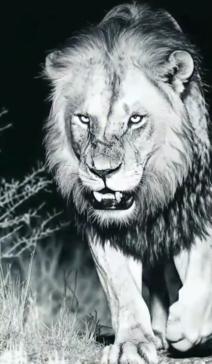 @🇪🇸 زيــ🐺ــاد•||𝐄𝐋𝐙𝐎𝐙🦹