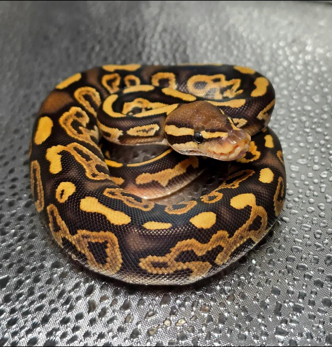 @Elliott Exotics