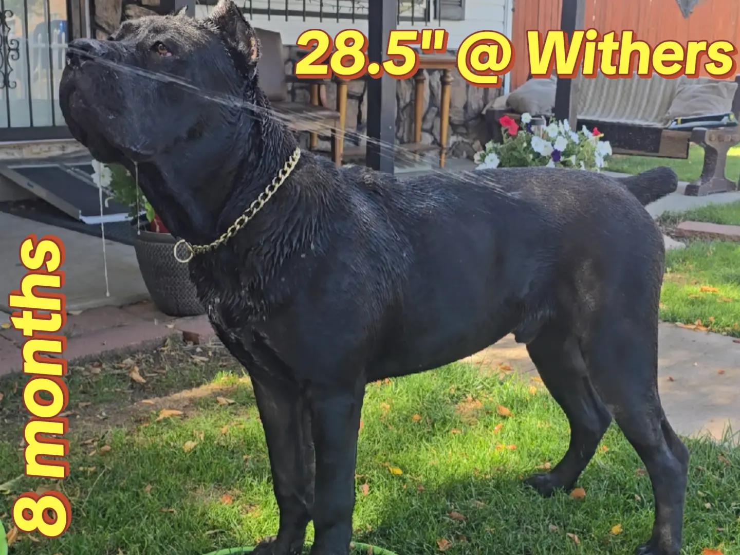 @MileHigh_Cane_Corso