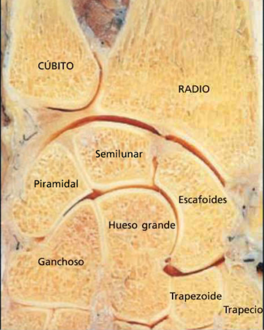 @Pasi&oacute;n por la Anatom&iacute;a