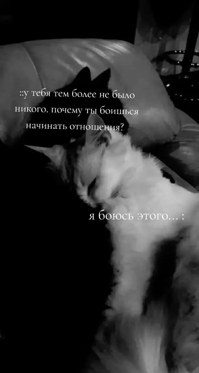 @𝒦𝒾𝓈𝒶🐈⬛
