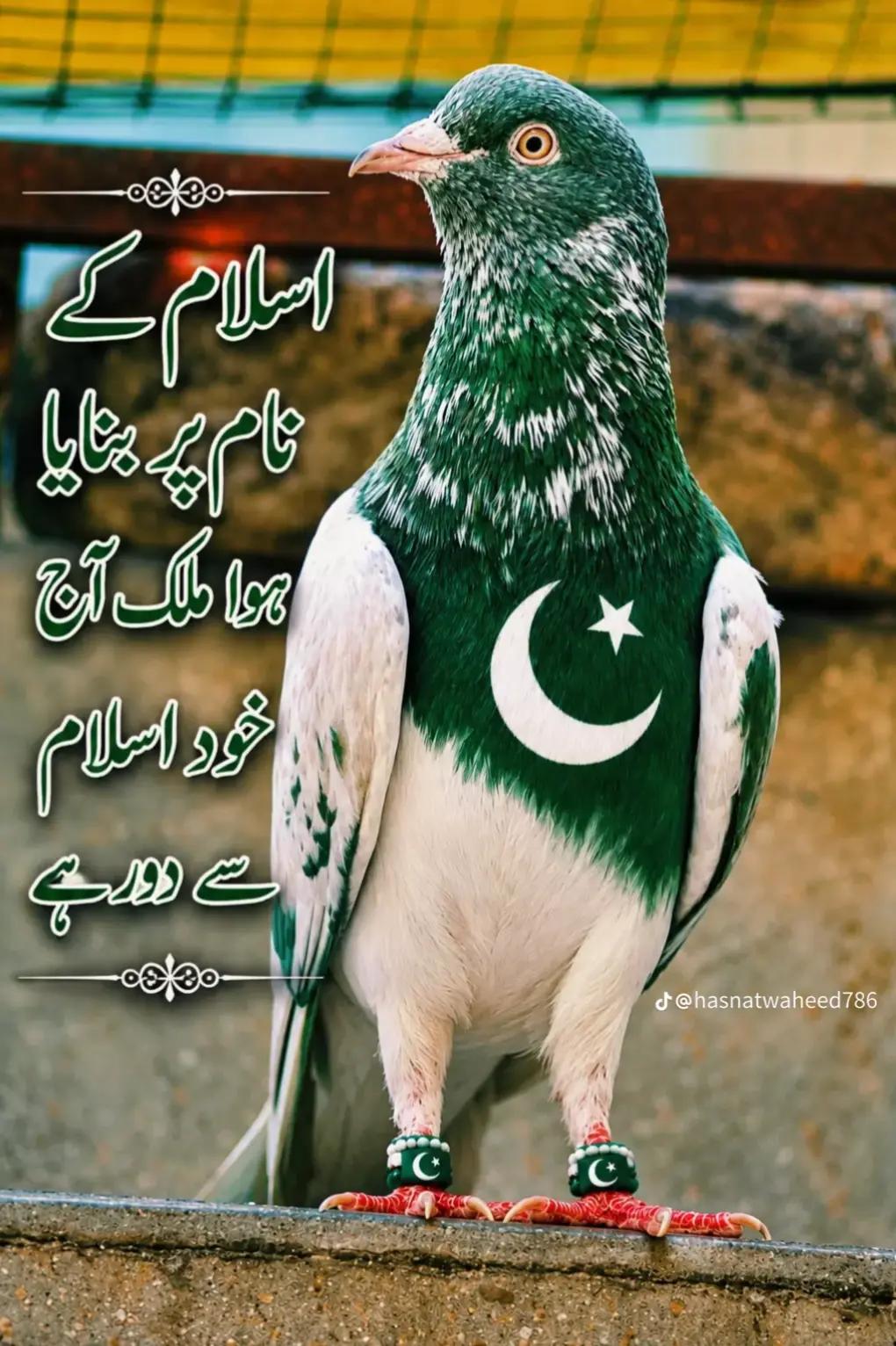 @🖤👍👑(زین)👑 (بادشاہ )👑👍🖤
