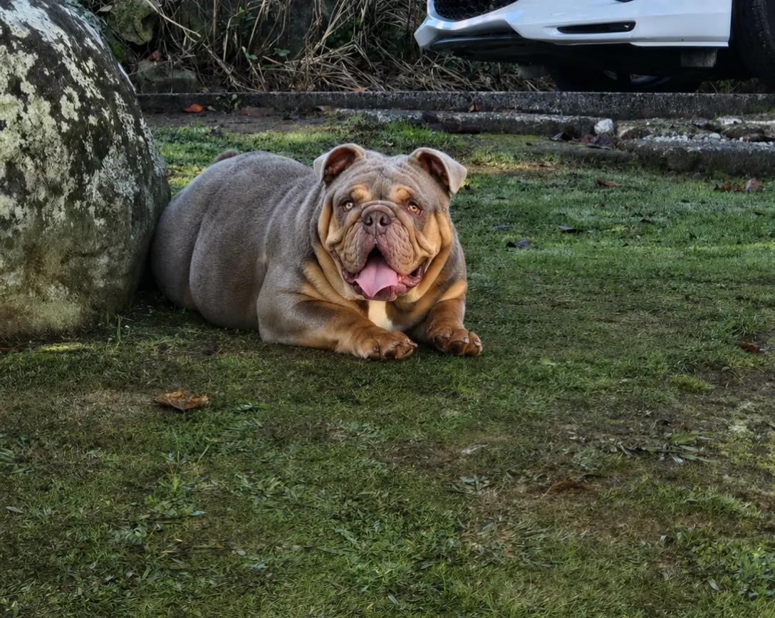 @Bulliciious Bulliez NZ