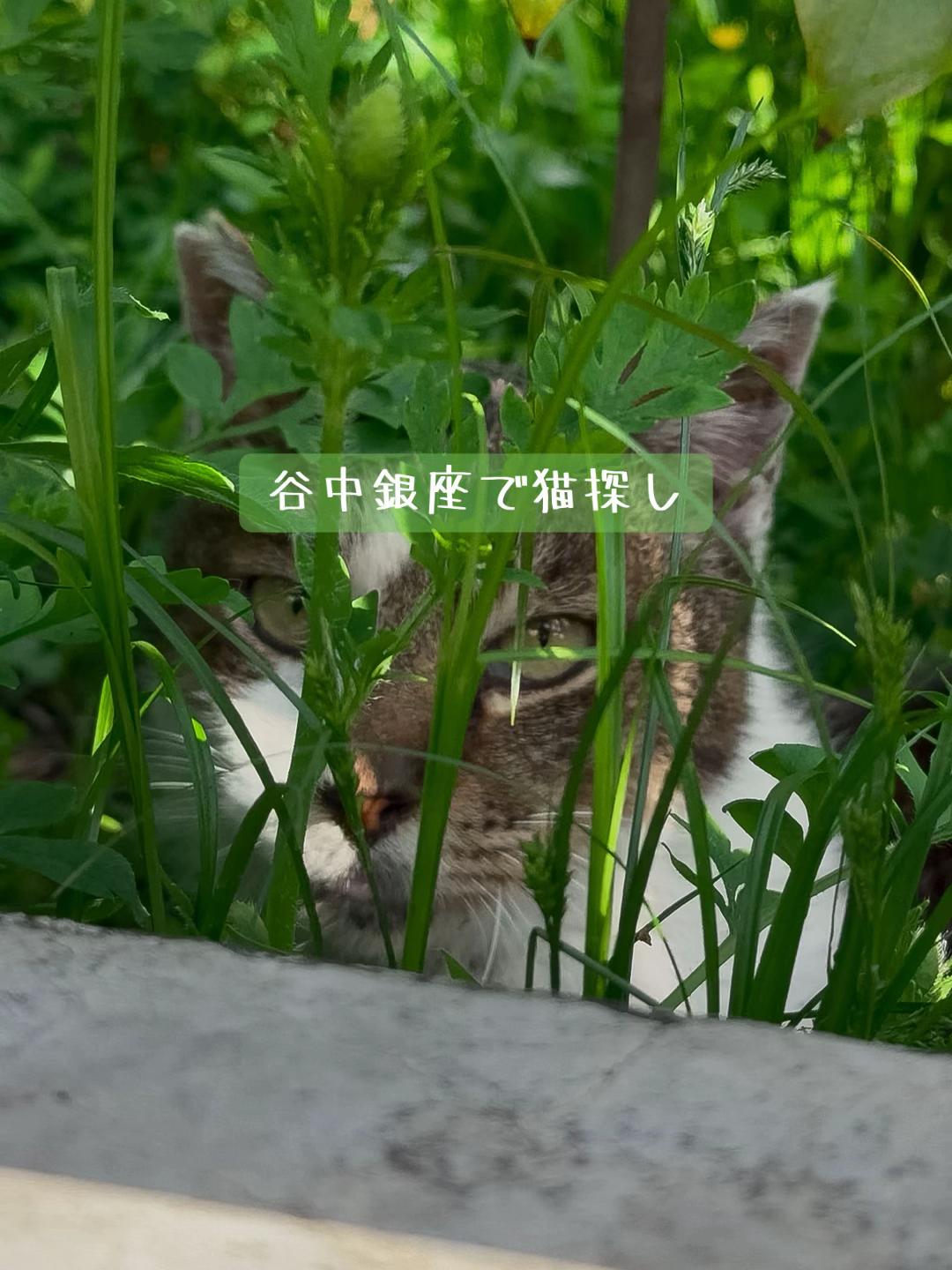 @しらす