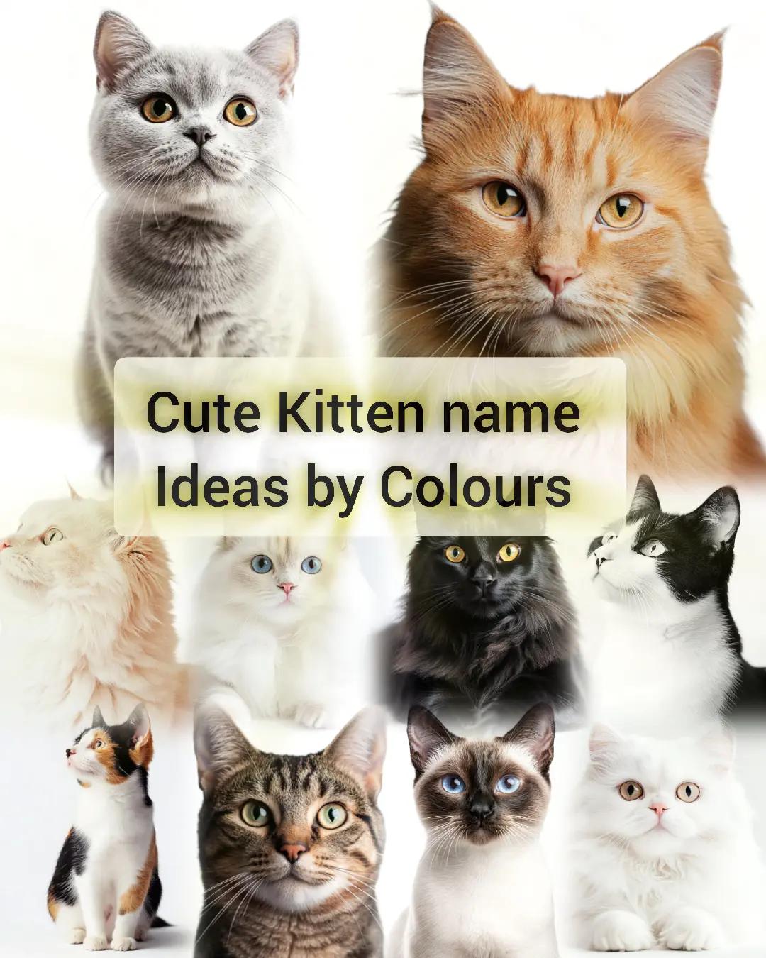 @DDhousepet