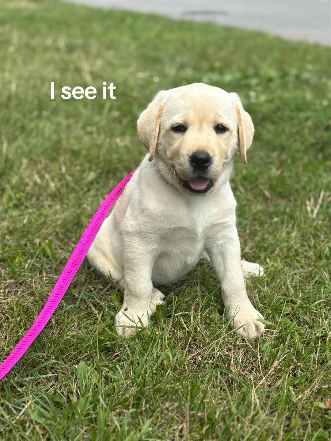 @labradors_gang_plus_one