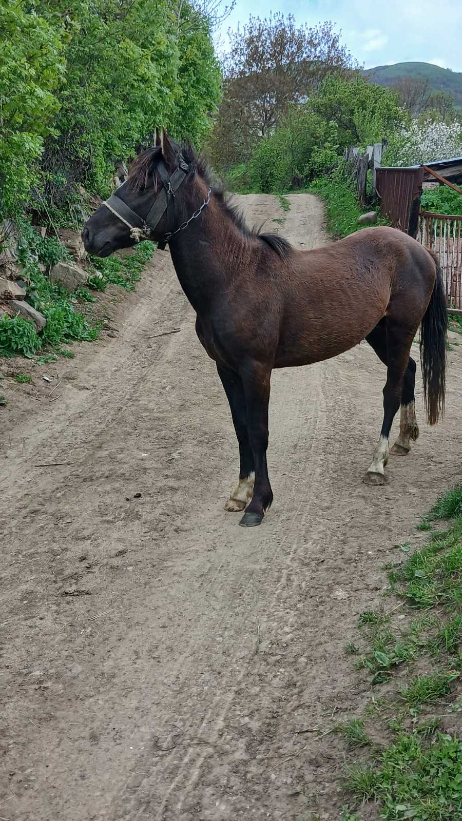 @Վաչե Գևորգյան