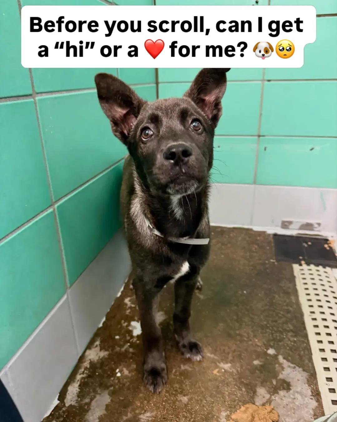 @NewLeashOnLifeRescue