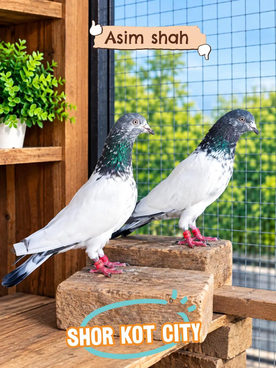 @village pigeons point