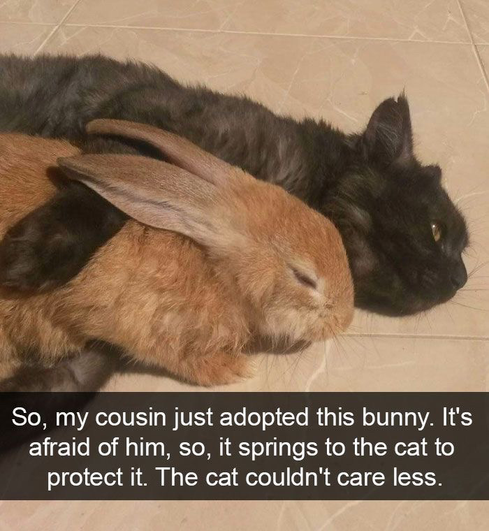 @🐾🐈🖤🤍🧡