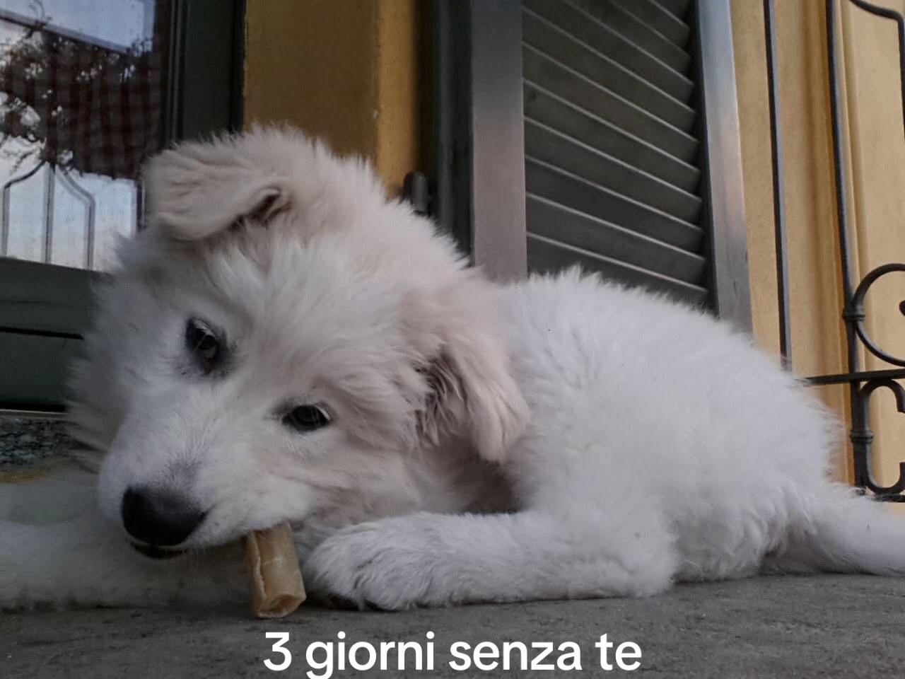 @Tizzi e i suoi pelosi😍😍