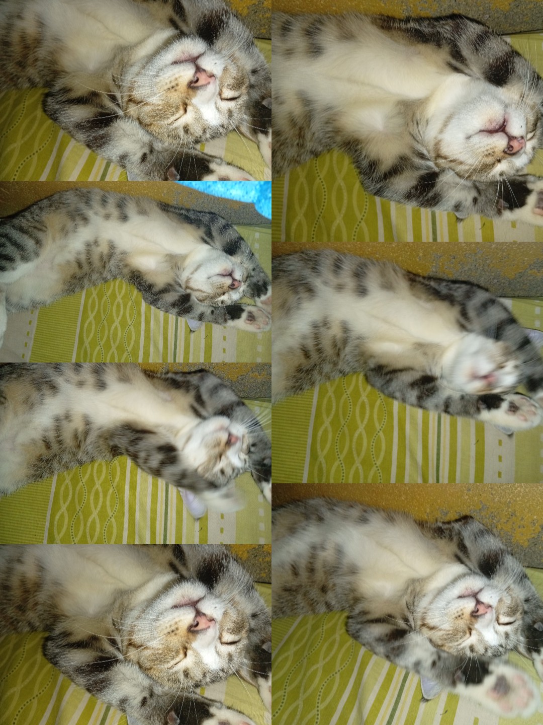 @Medayo Petcare