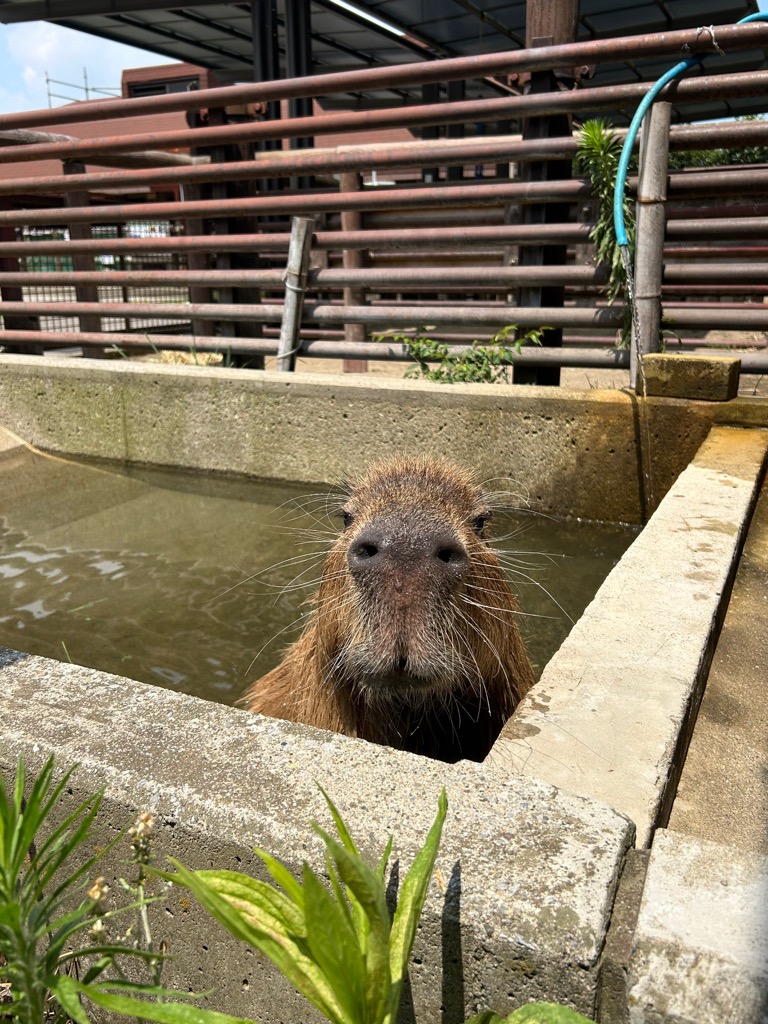 @Ichikawa City Zoo