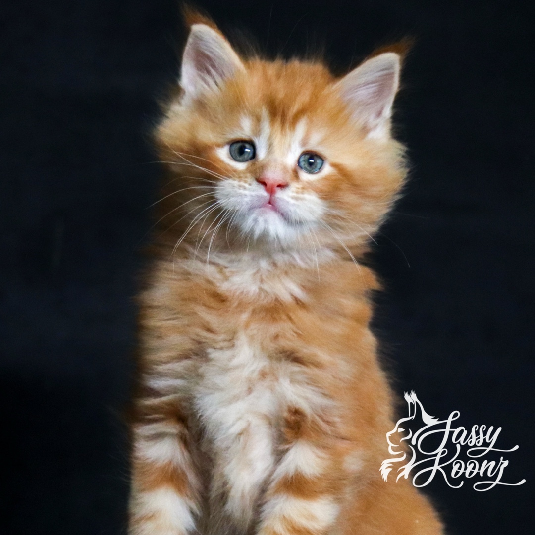 @Sassy Koonz Luxury MaineCoons