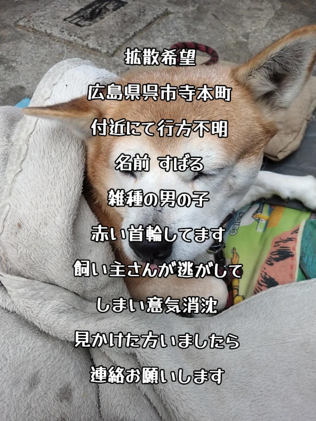 @がじゅまる隊長️🐼🐾