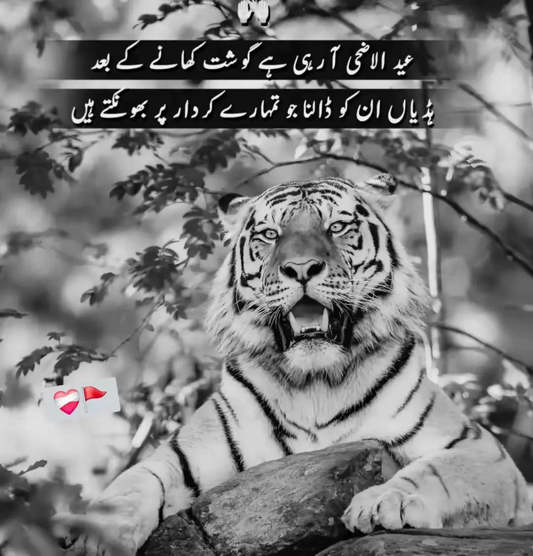 @پنڈا آلے🌱