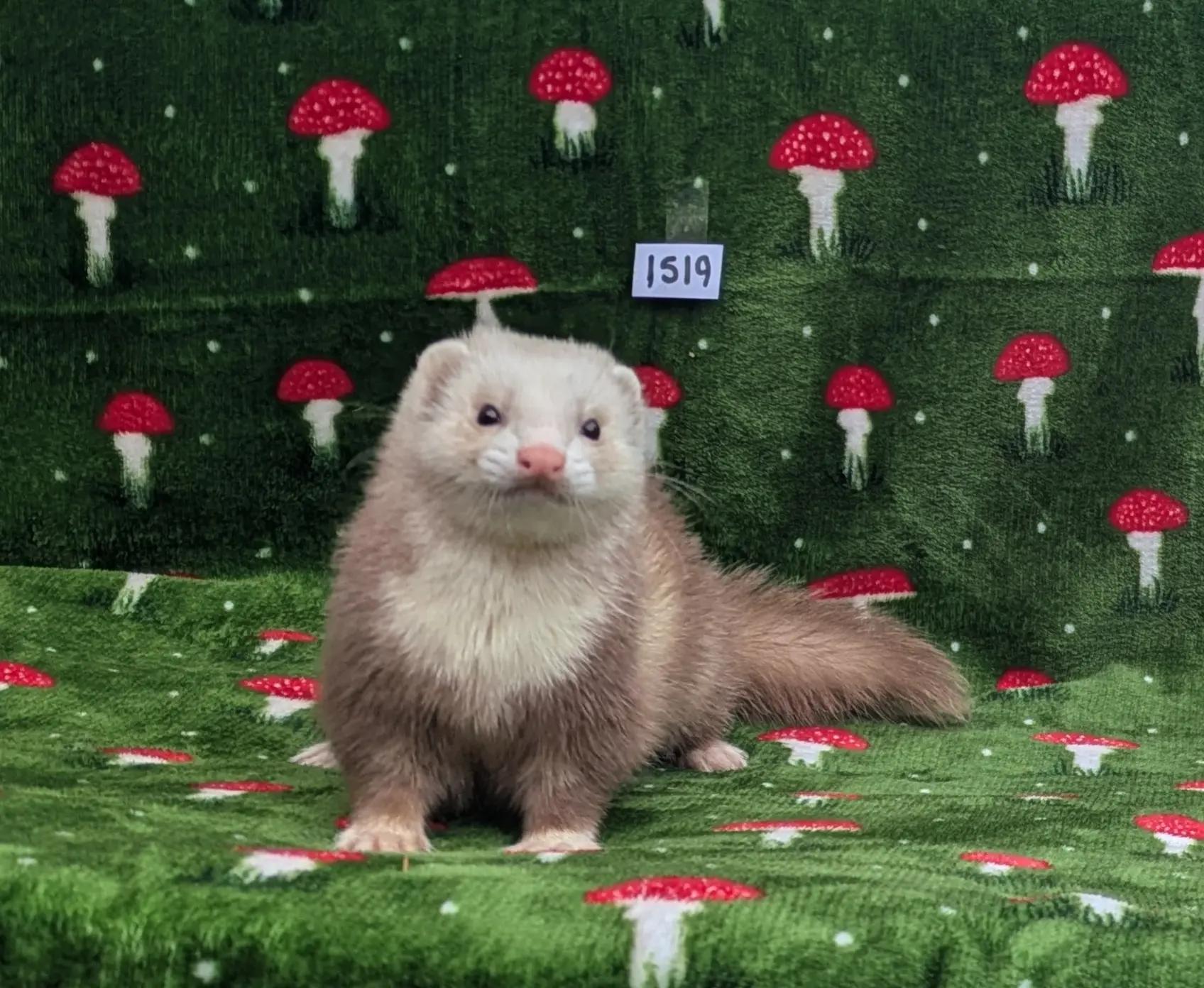 @Ocean City Ferrets