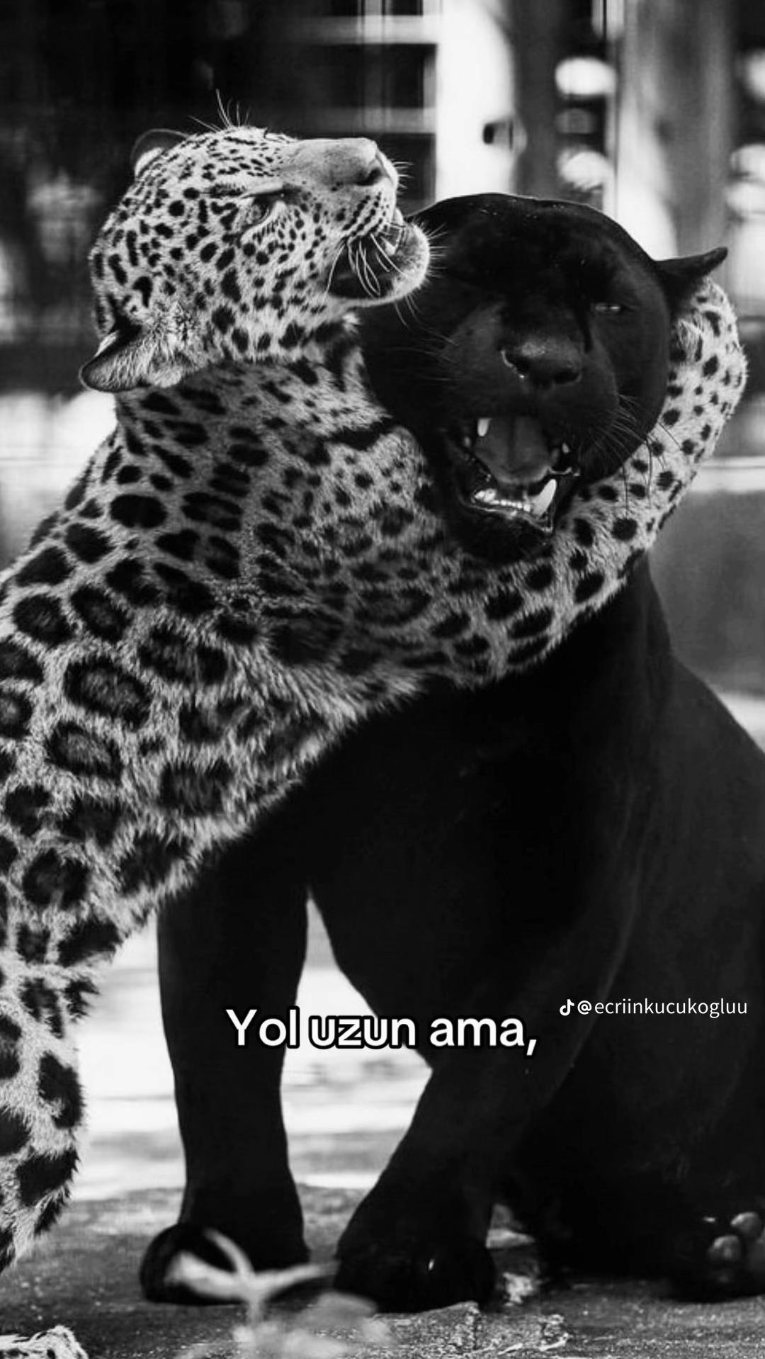 @elvandemirrr_