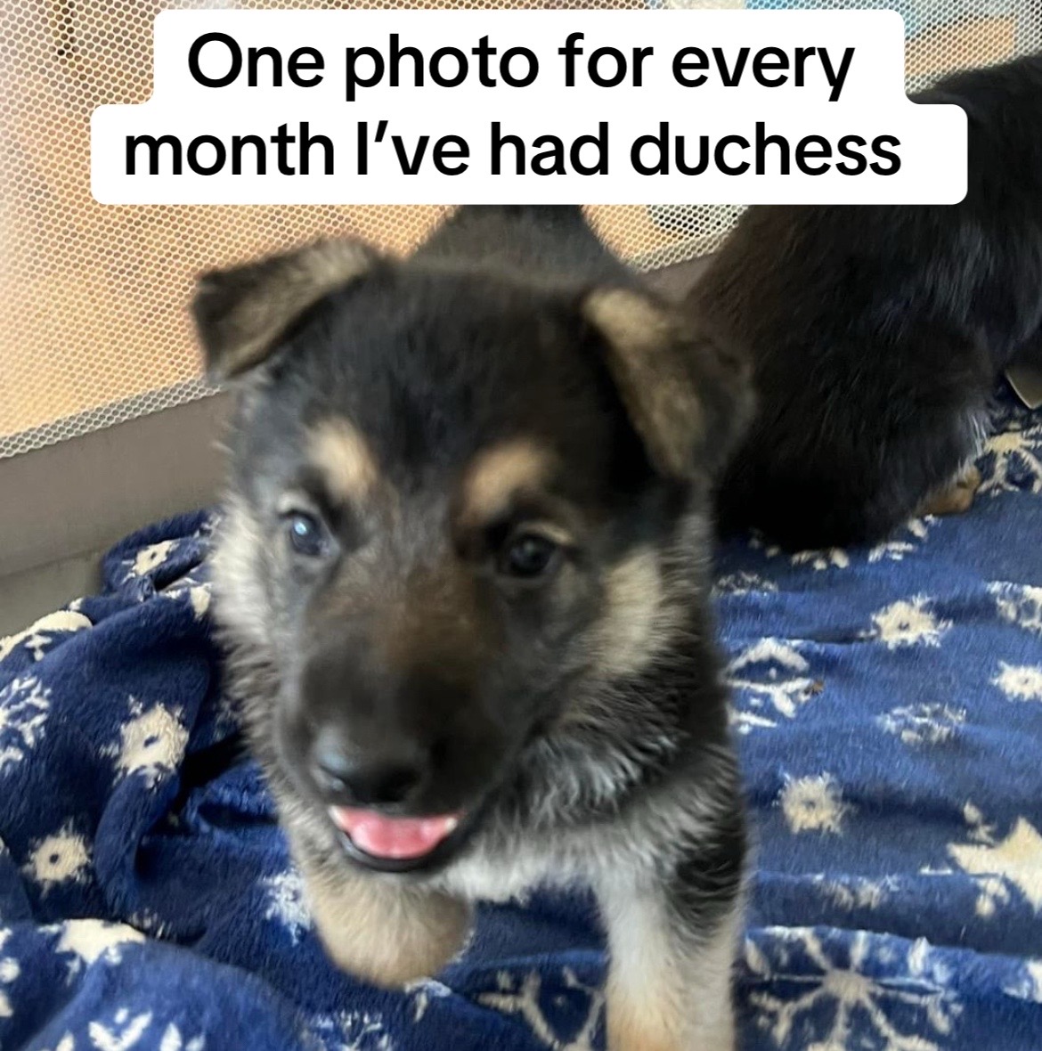 @duchesstheworkingdog