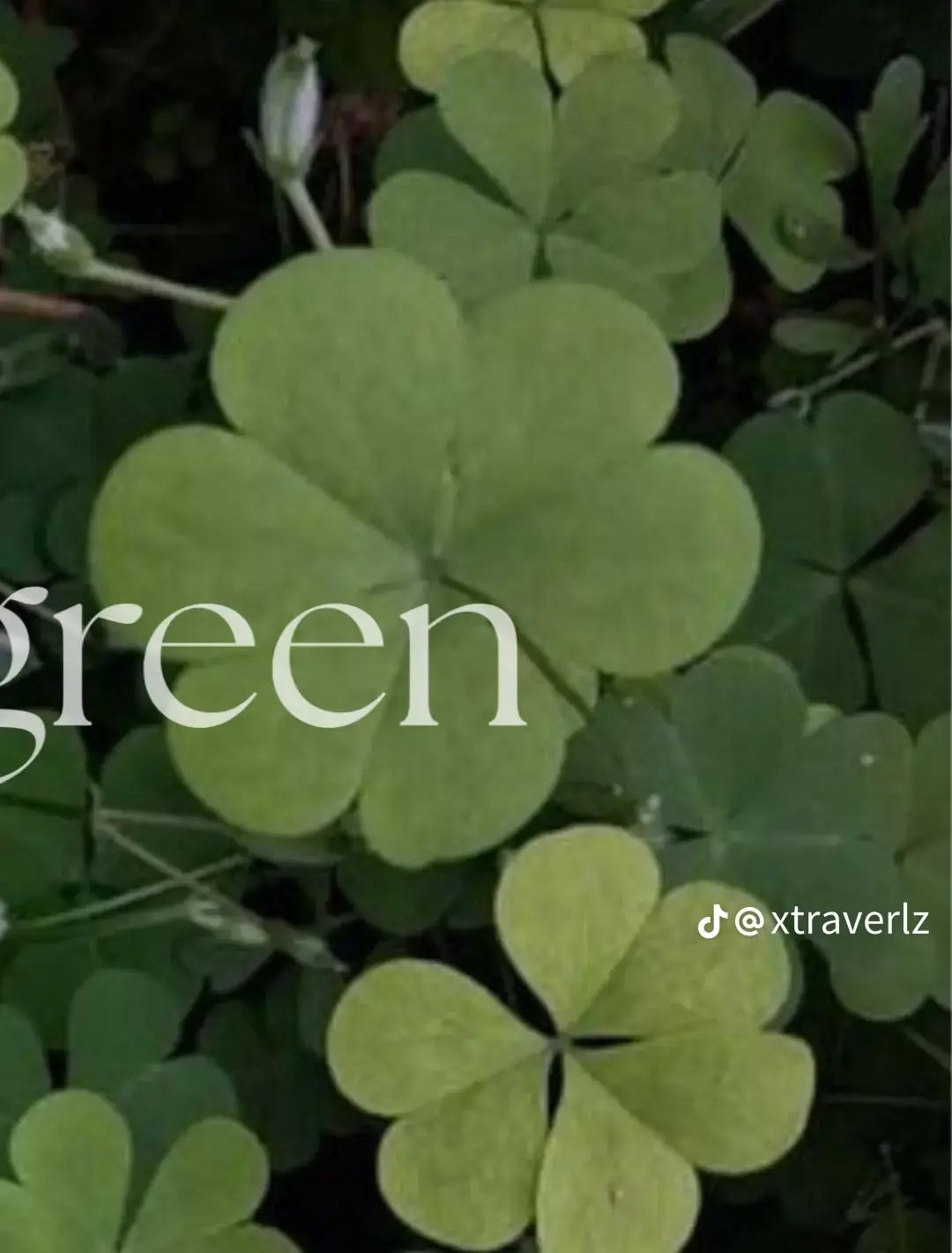 @🍀🧩Clover🧩🍀