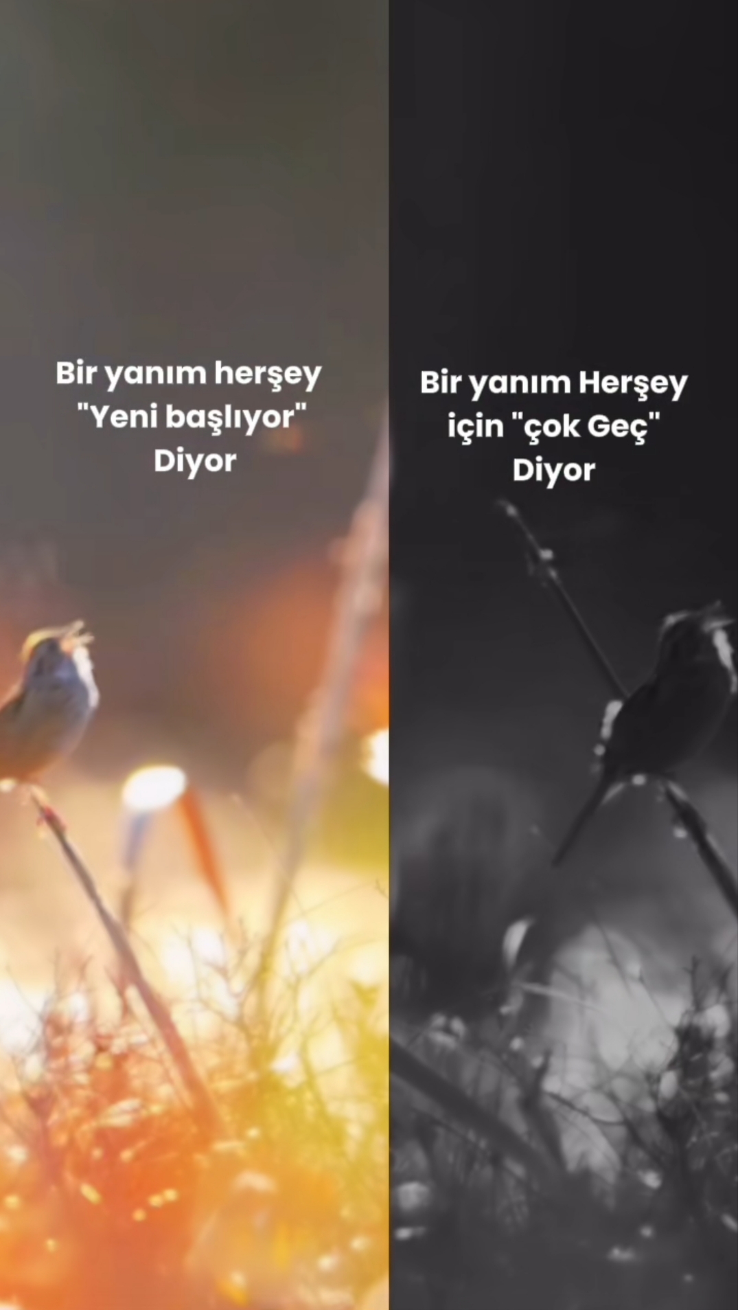 @Nevin Kuytak