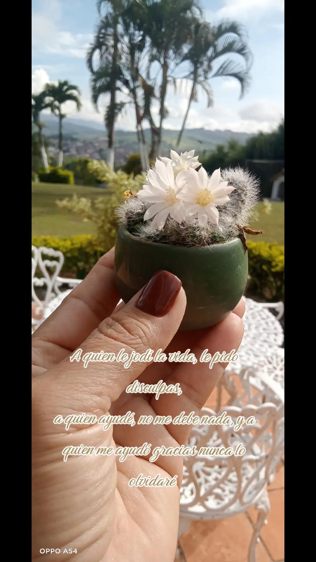 @jackypino48