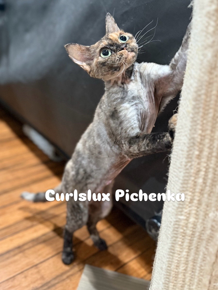 @Curlslux cattery!!🇺🇸