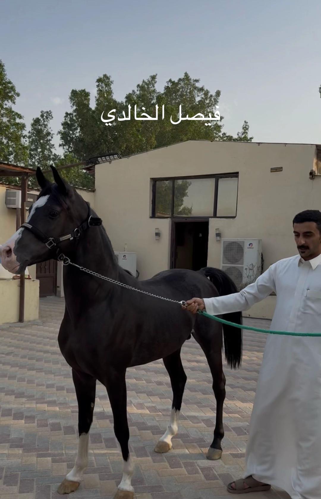 @{محمدالخالدي}