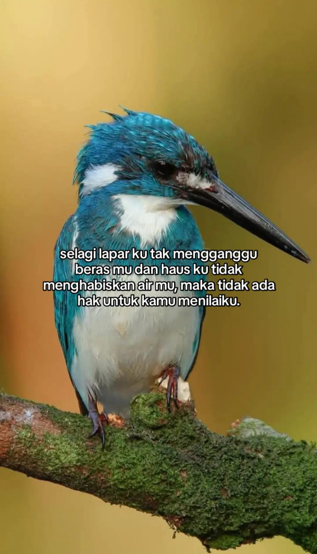 @wisnu23
