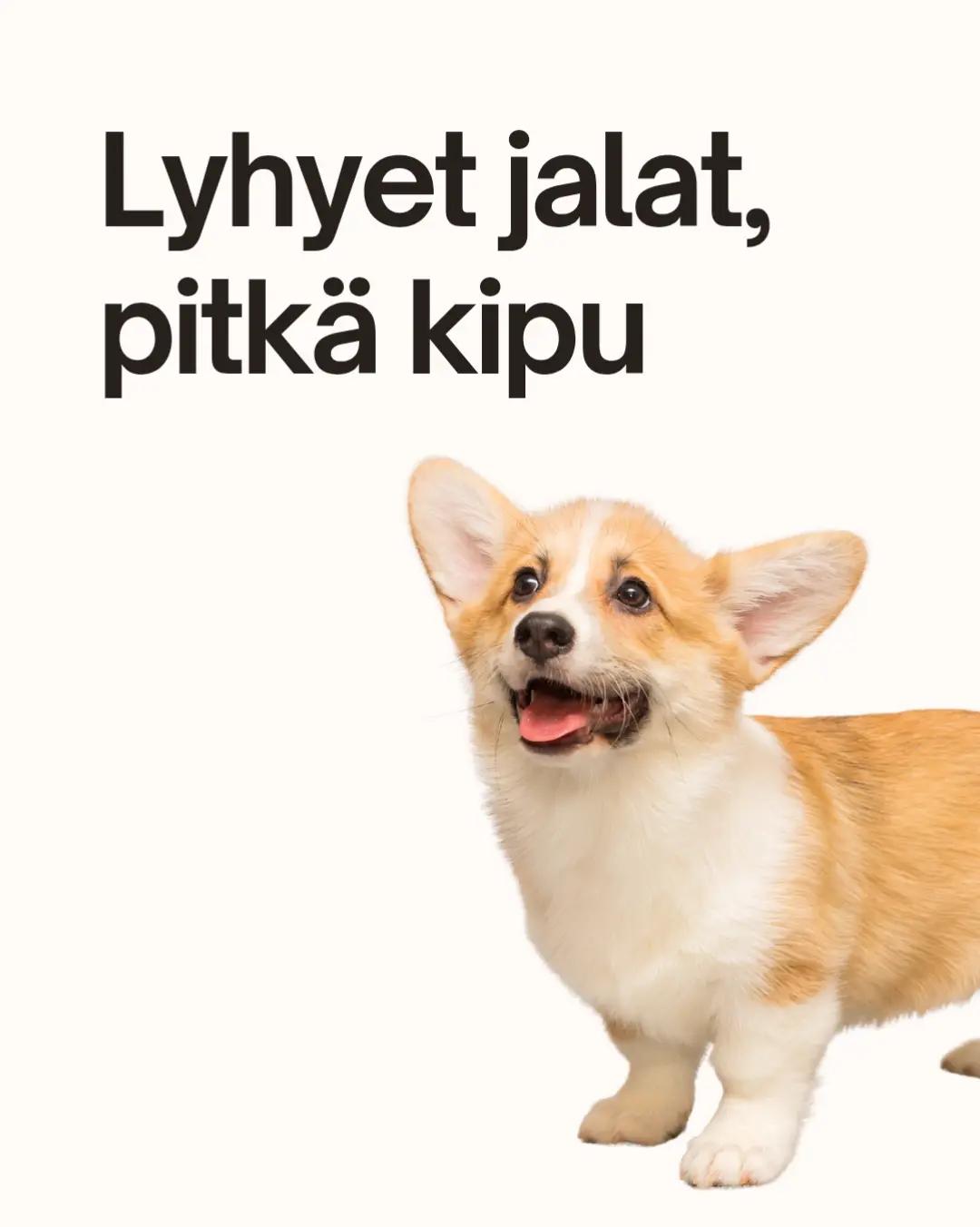 @Kaisa | koirien puolella đ¶