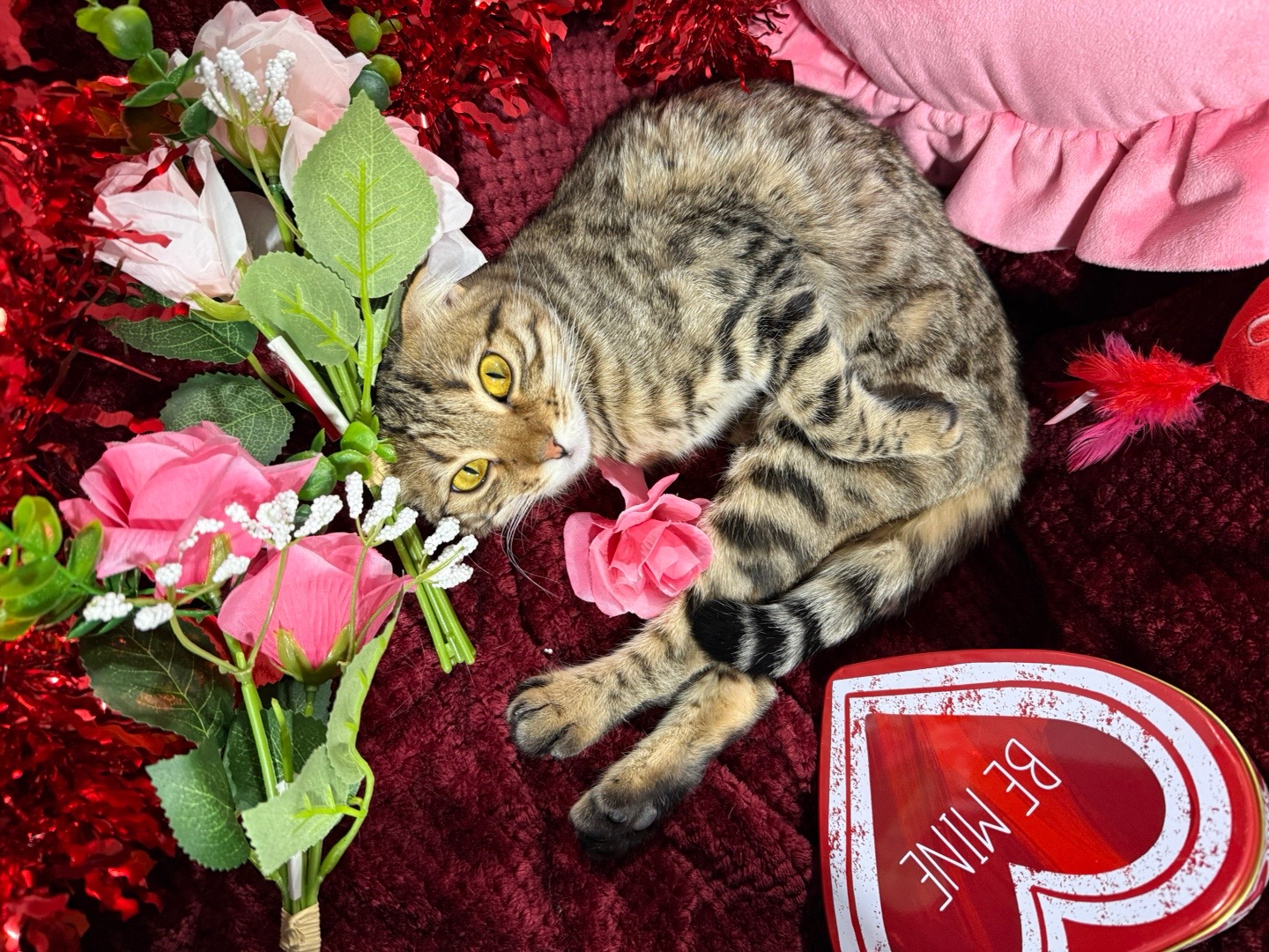@The Fur Seasons Feline Rescue