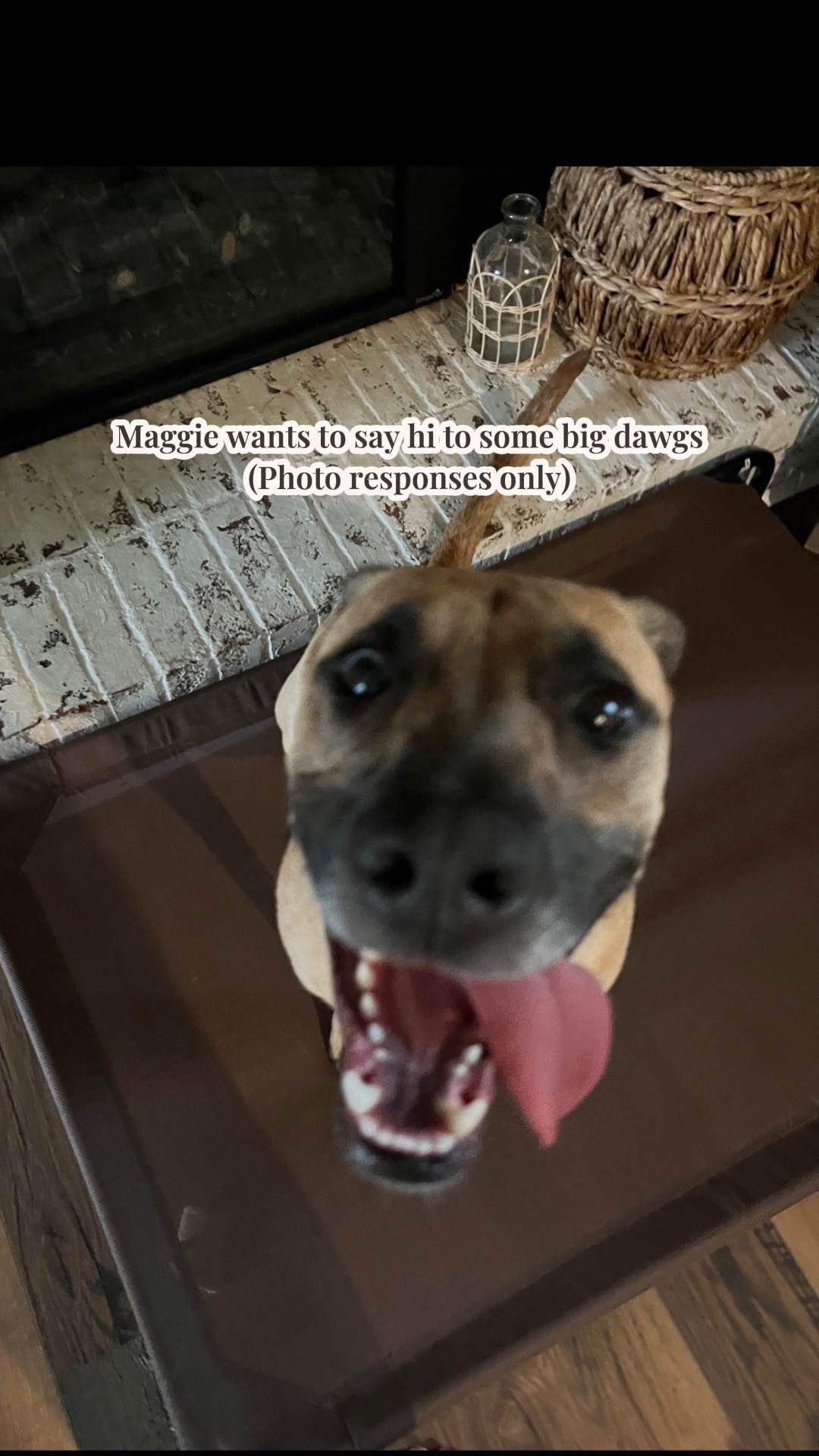 @Maggiemaytheshepherd
