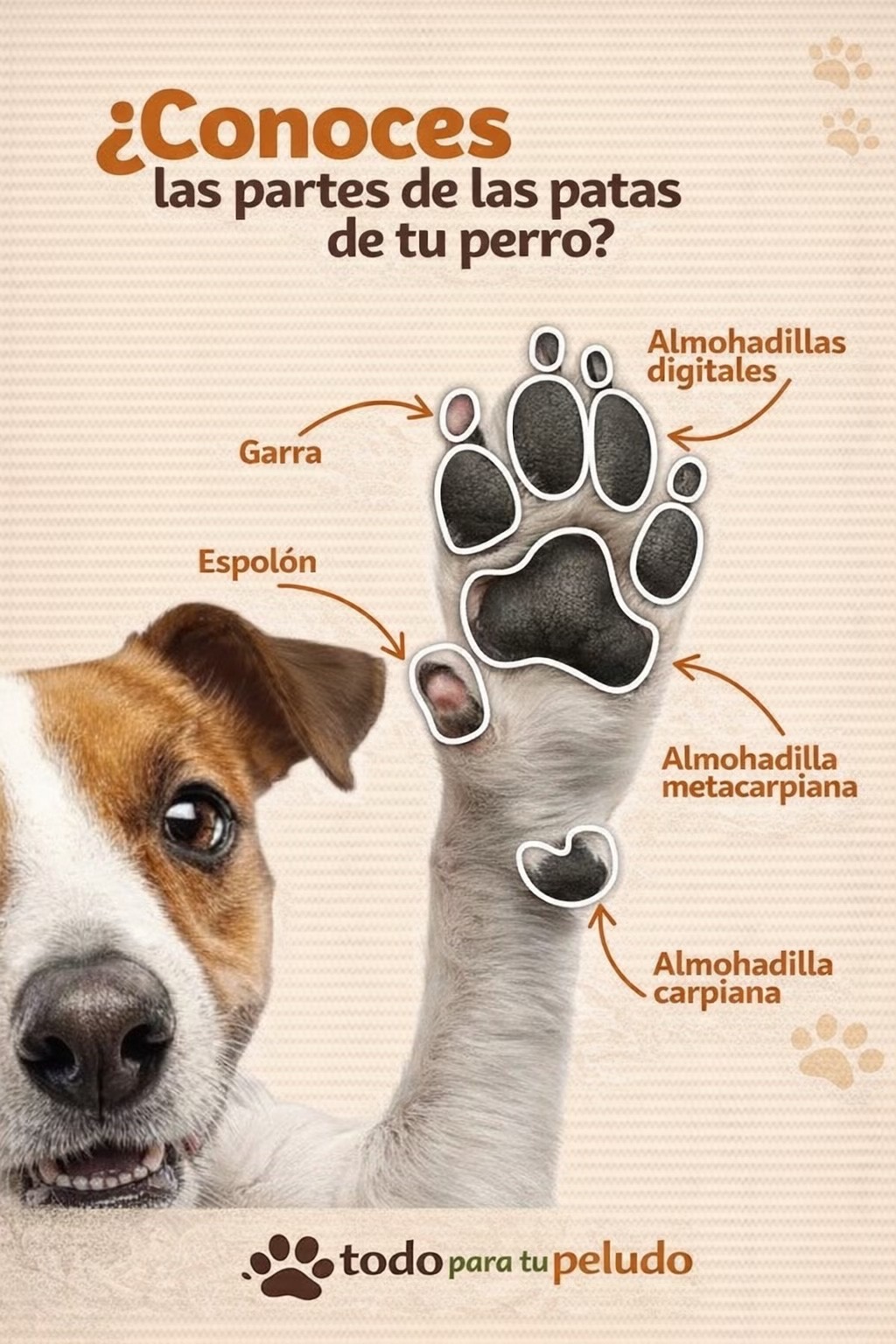 @Todo para tu peludo