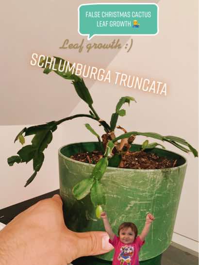 @Plantaesisage