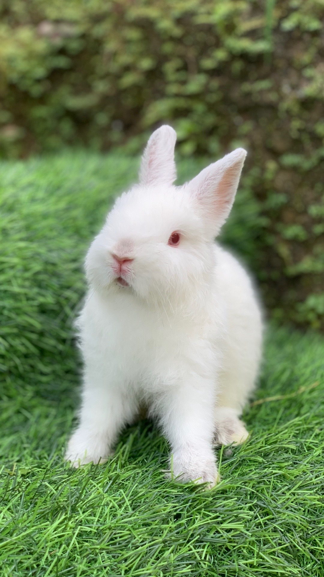 @chedyrabbit.jkt