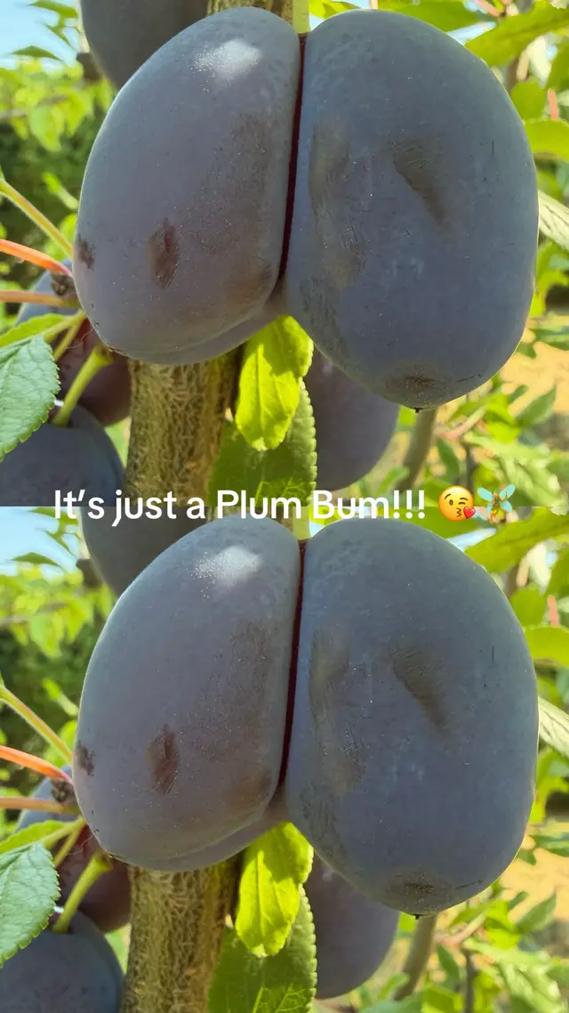 @PixieGearsmith