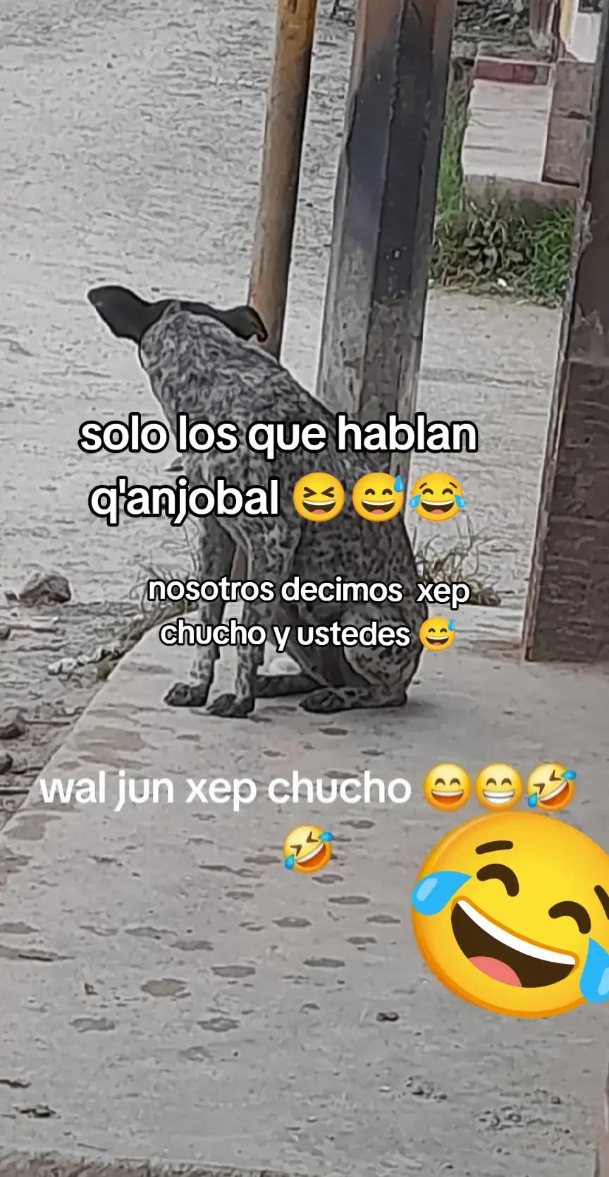 @el🐼CHACALITO 🐼🎹👑🫰🇬🇹🇺🇸