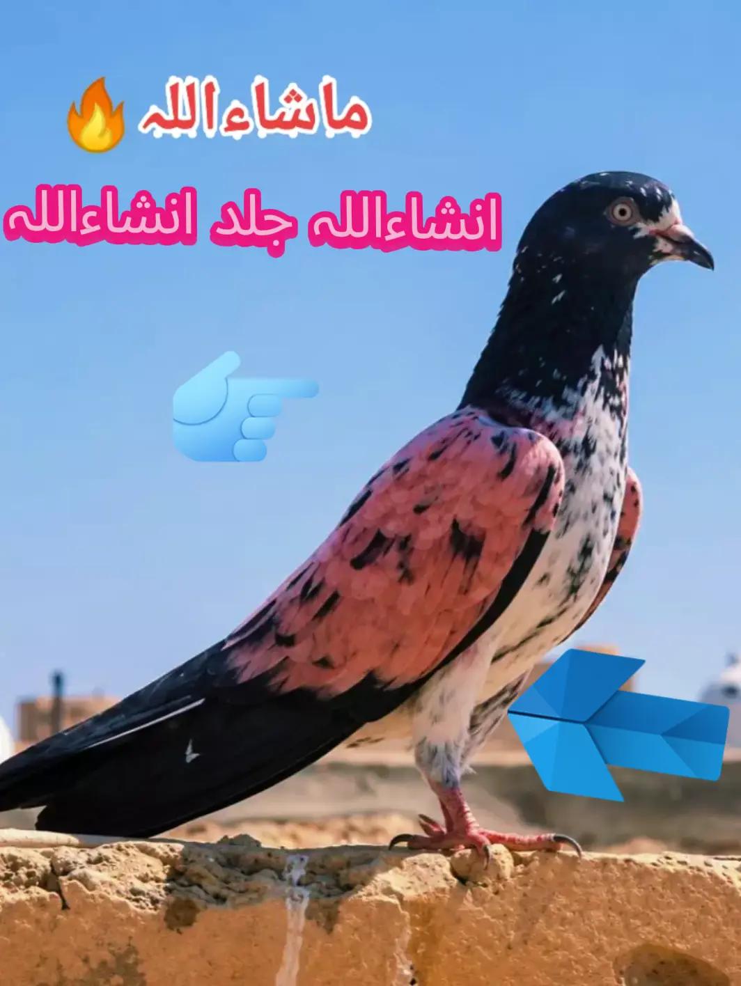@🖤👍👑(زین)👑 (بادشاہ )👑👍🖤