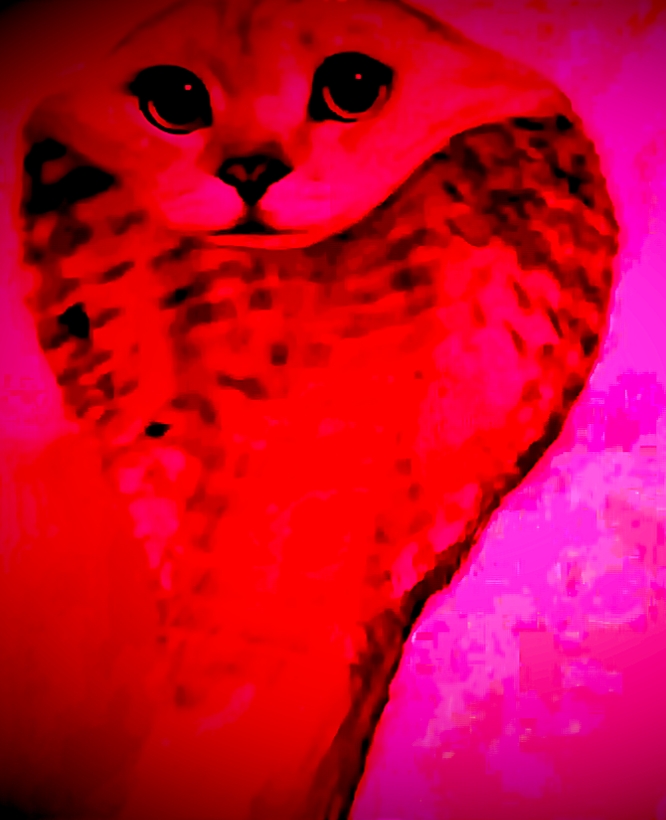 @Random snake cat
