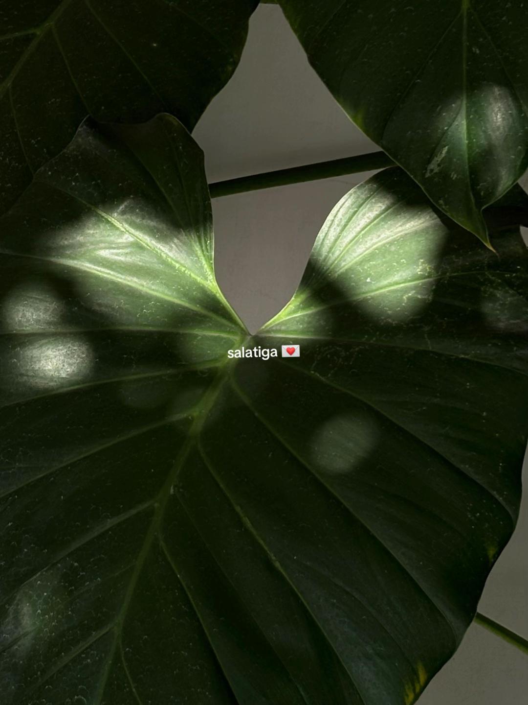 @Mekdi