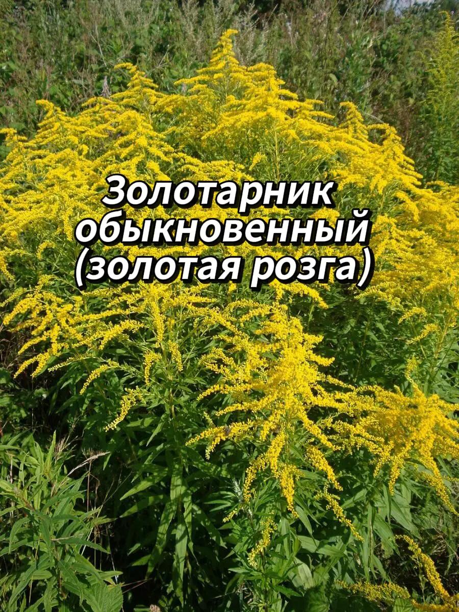 @🍃Зелёный шифр🍃