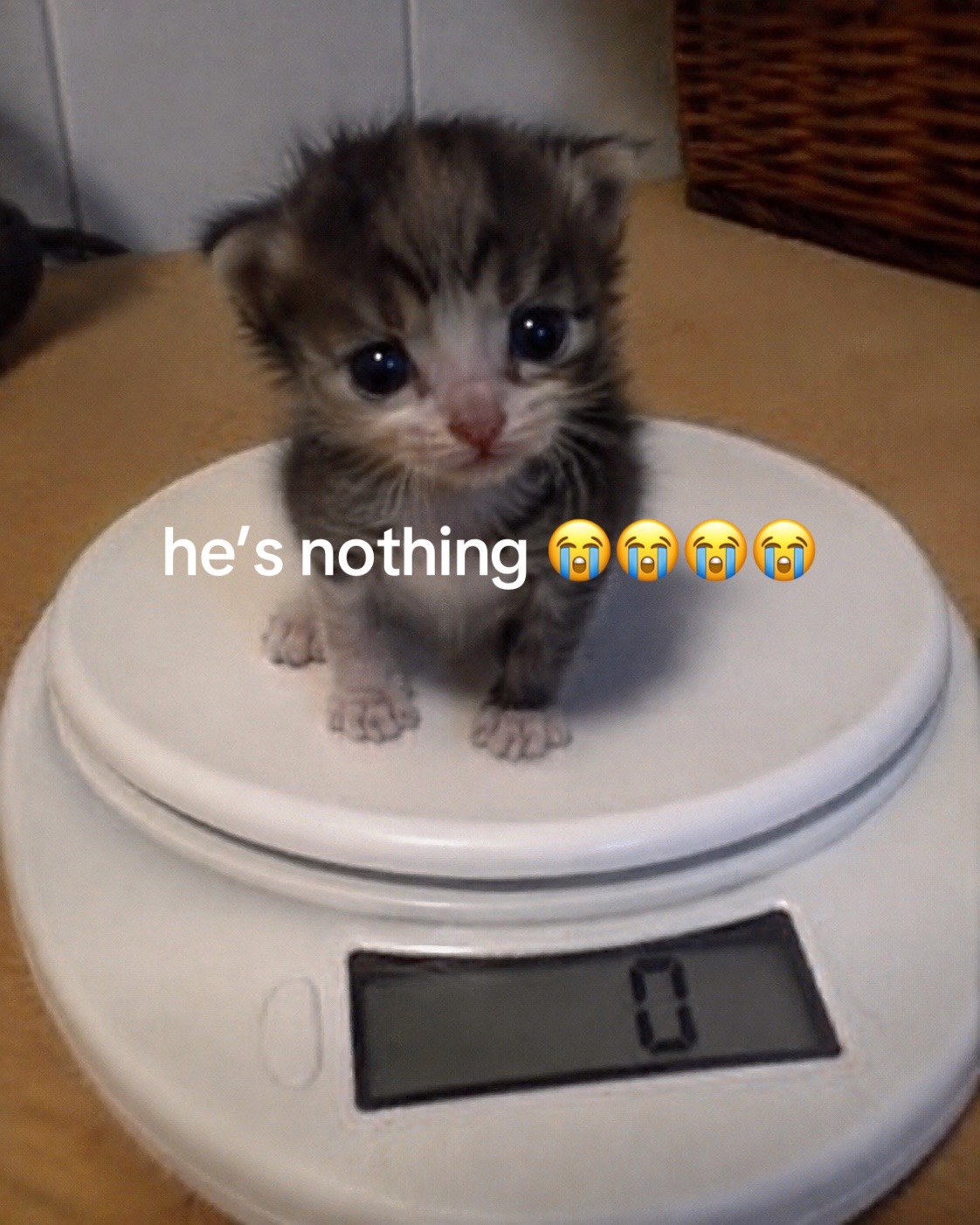 @cat memes