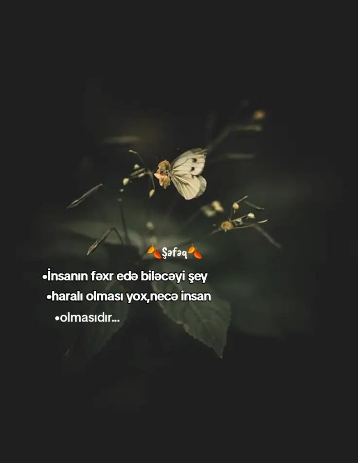 @🍂ŞƏFƏQ🍂
