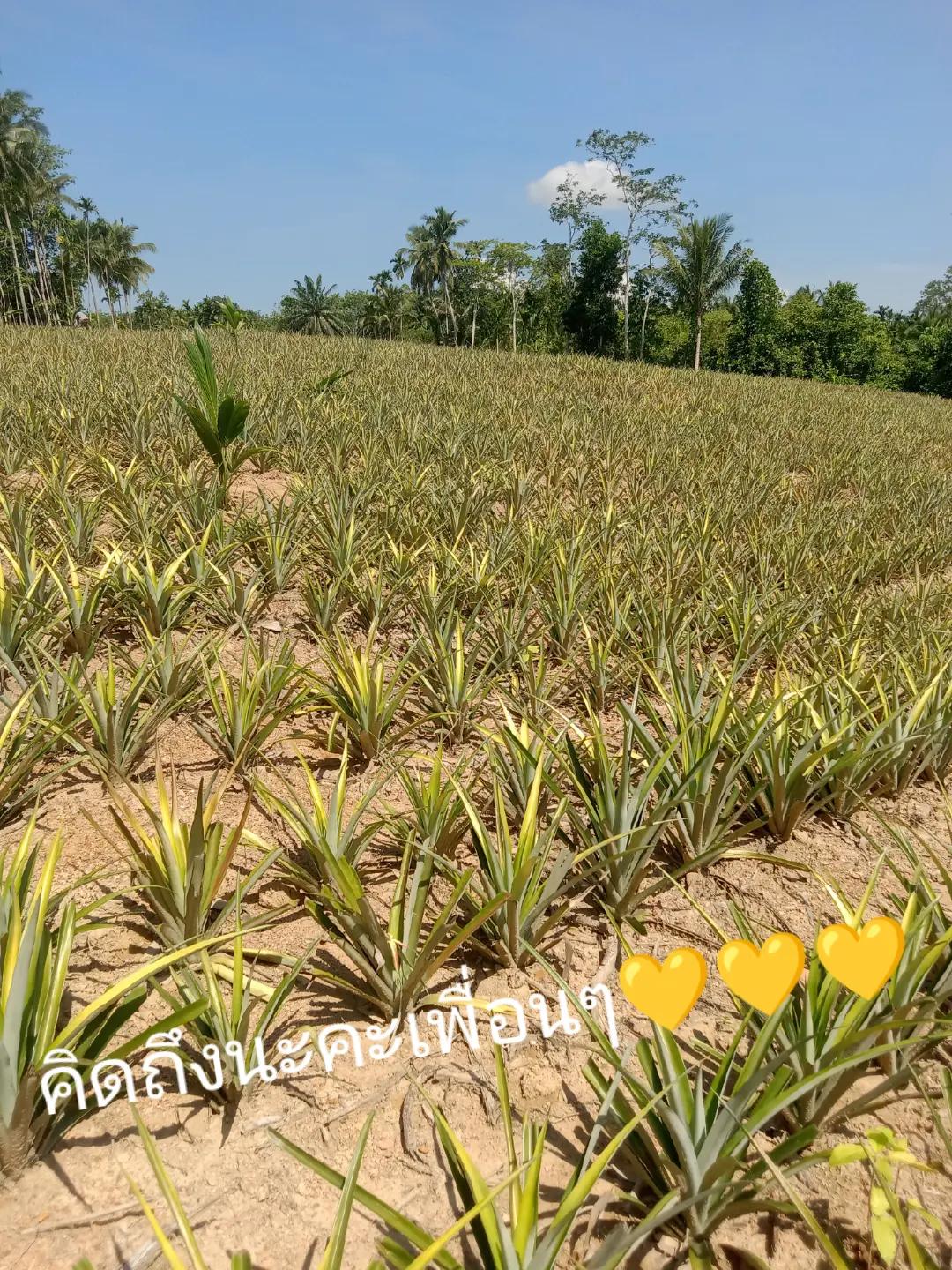 @แม่มีตังค์+แม่เต🙏